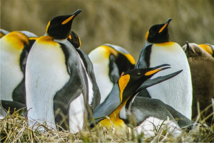 pinguinorey