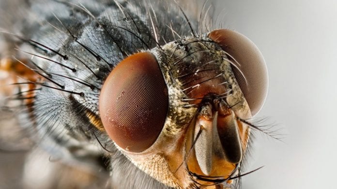 mosca-1140x641